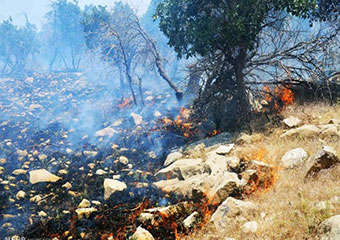 آتش بی مسئولیتی بر جان جنگل‌ها تاکی ؟